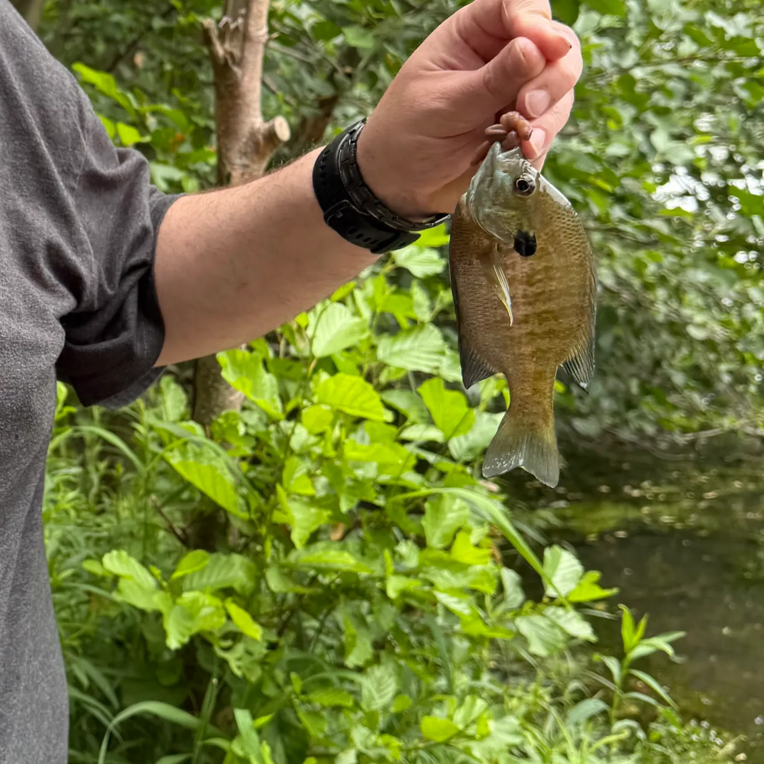 Bluegill caught on Fishbrain