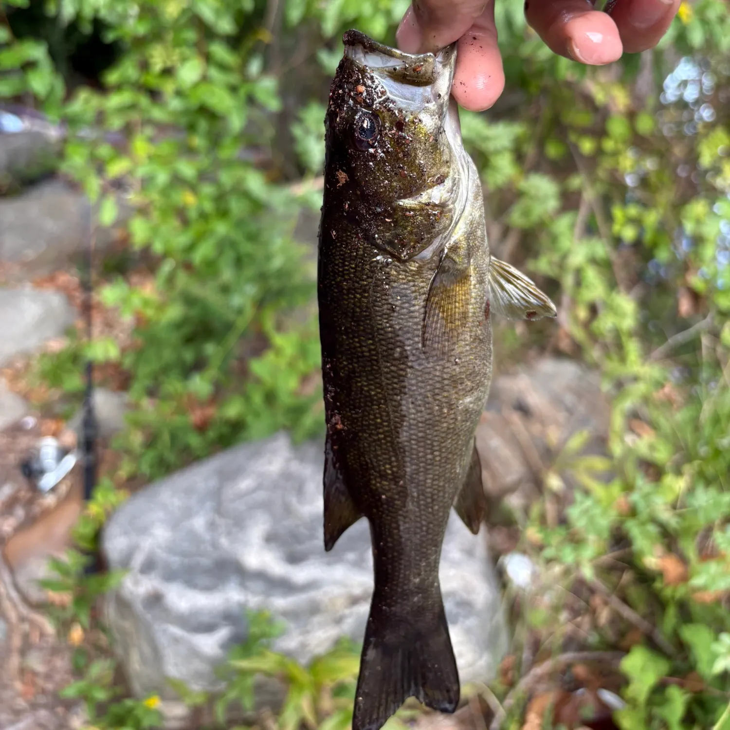 Smallmouth bass caught on Fishbrain