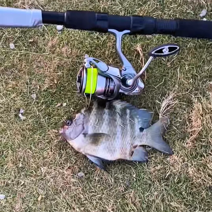 Luderick caught on Fishbrain