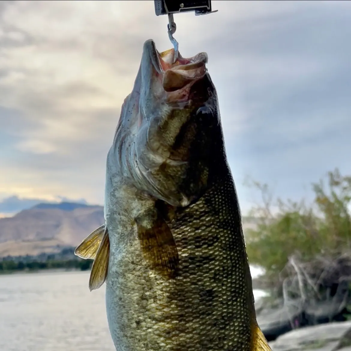 Smallmouth bass caught on Fishbrain