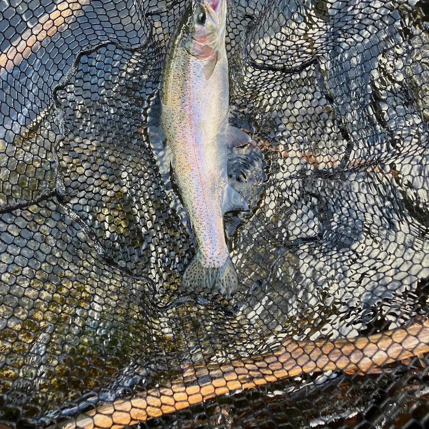 Steelhead caught on Fishbrain