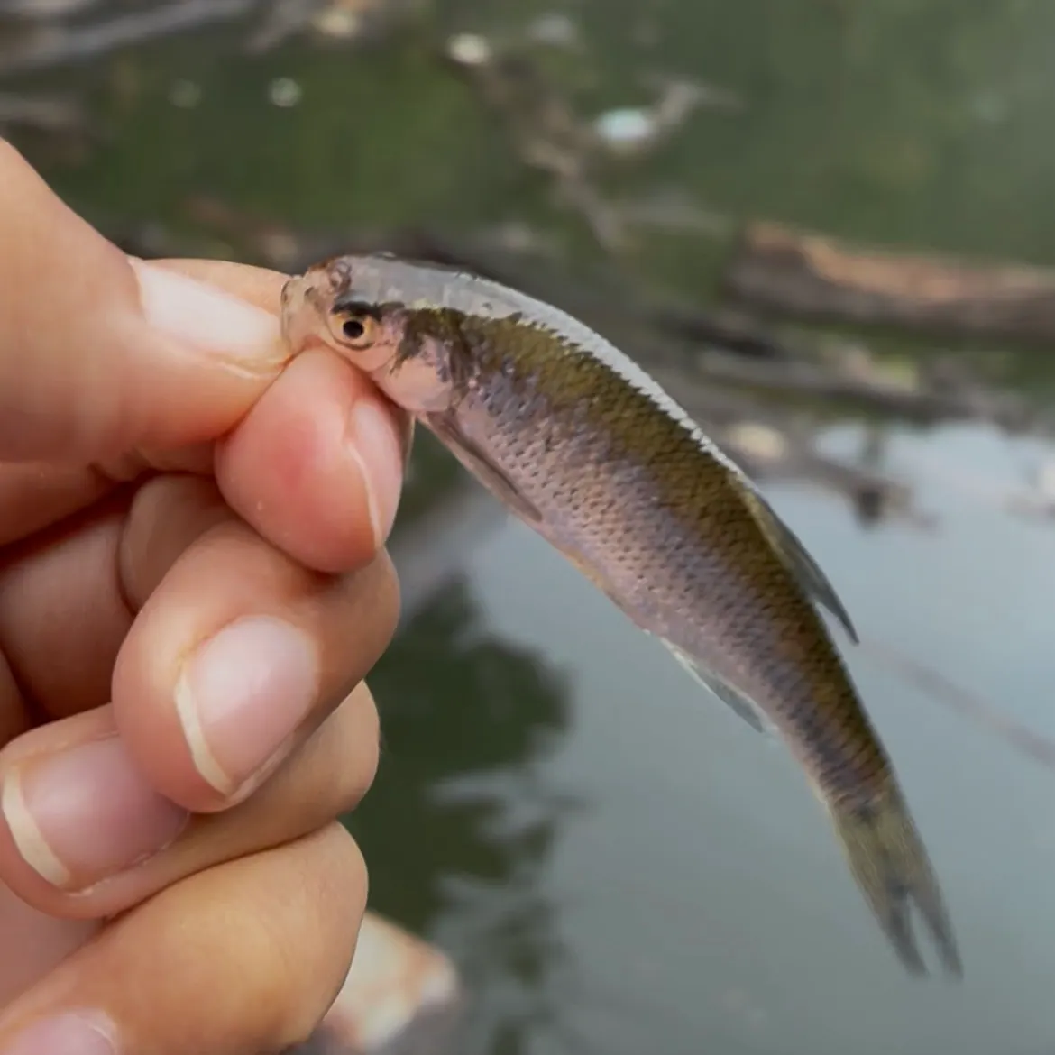 The most recent Striped shiner catches on Fishbrain