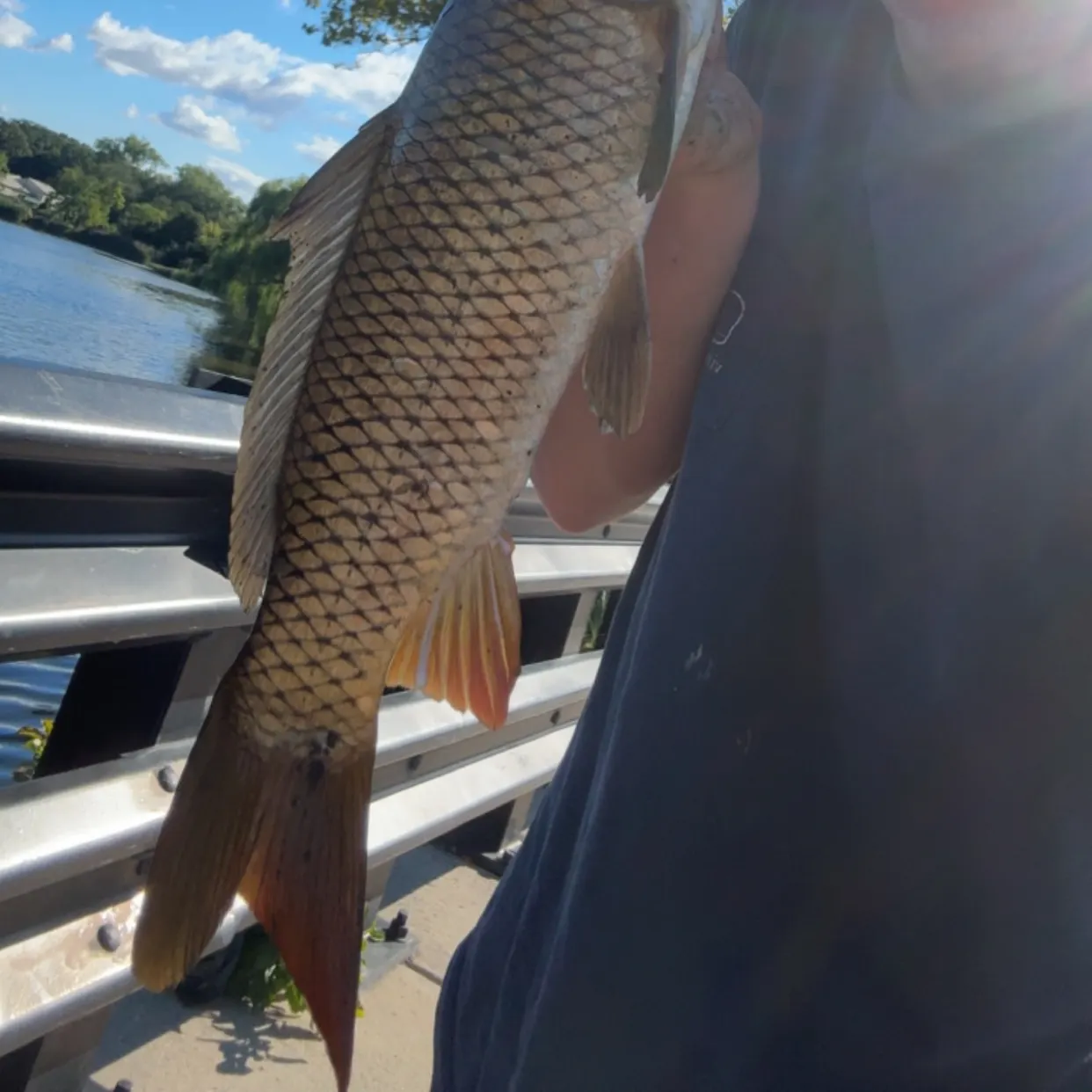 Common carp caught on Fishbrain