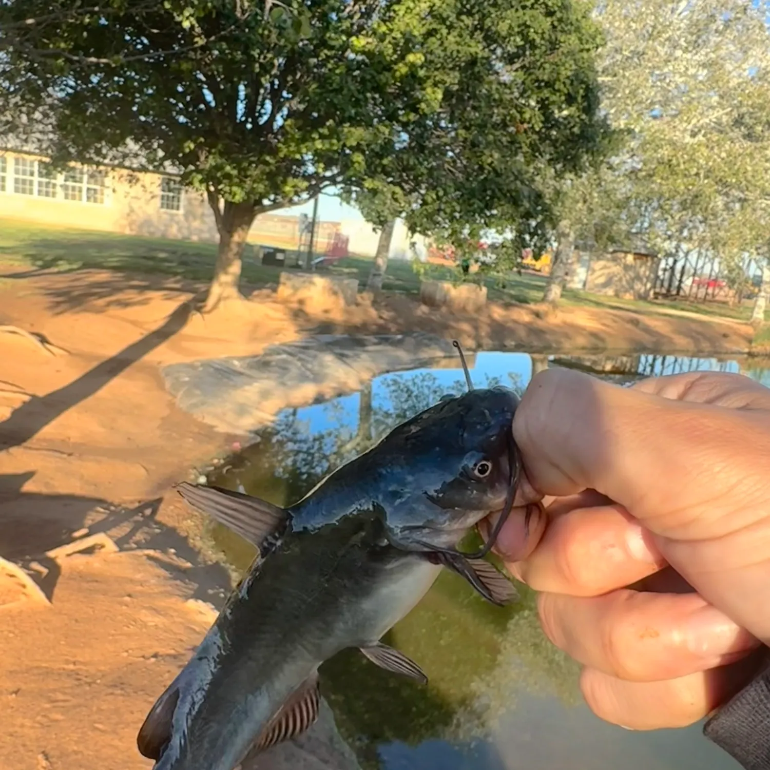 Black bullhead caught on Fishbrain