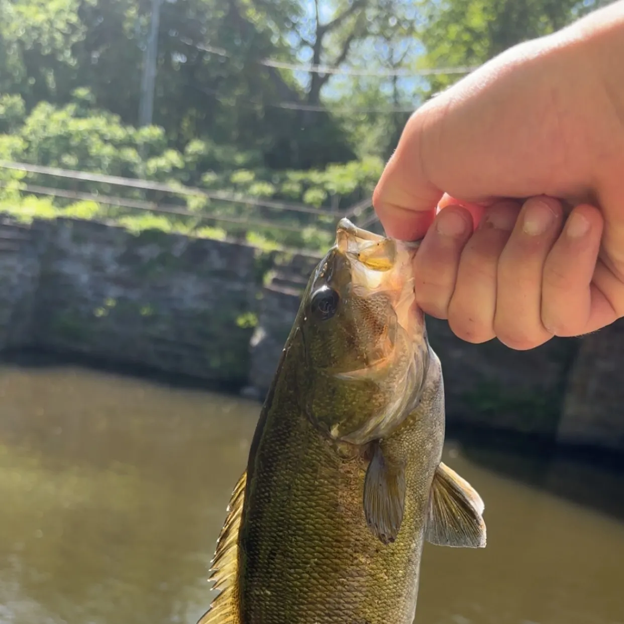 angler catch