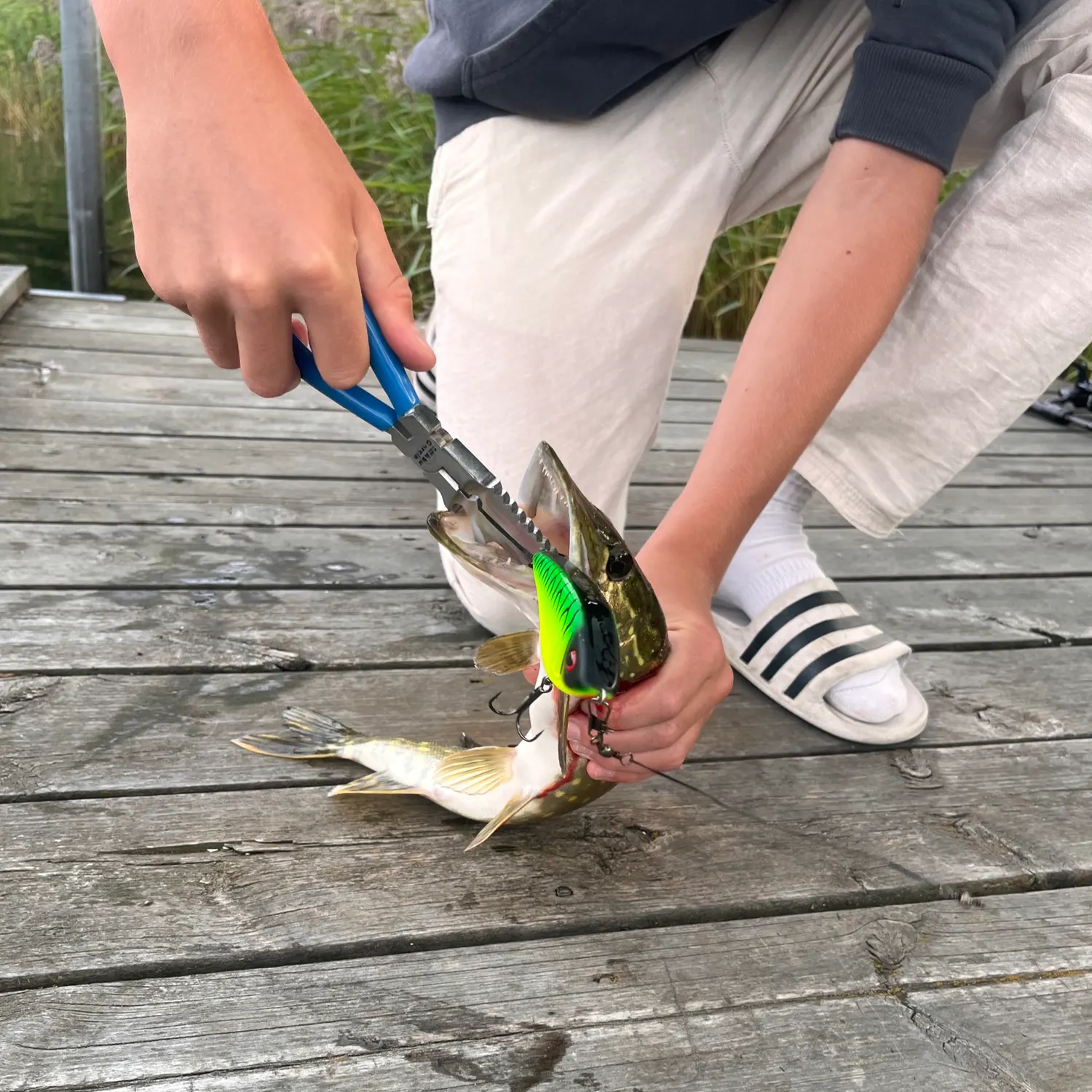 Northern pike caught on Fishbrain