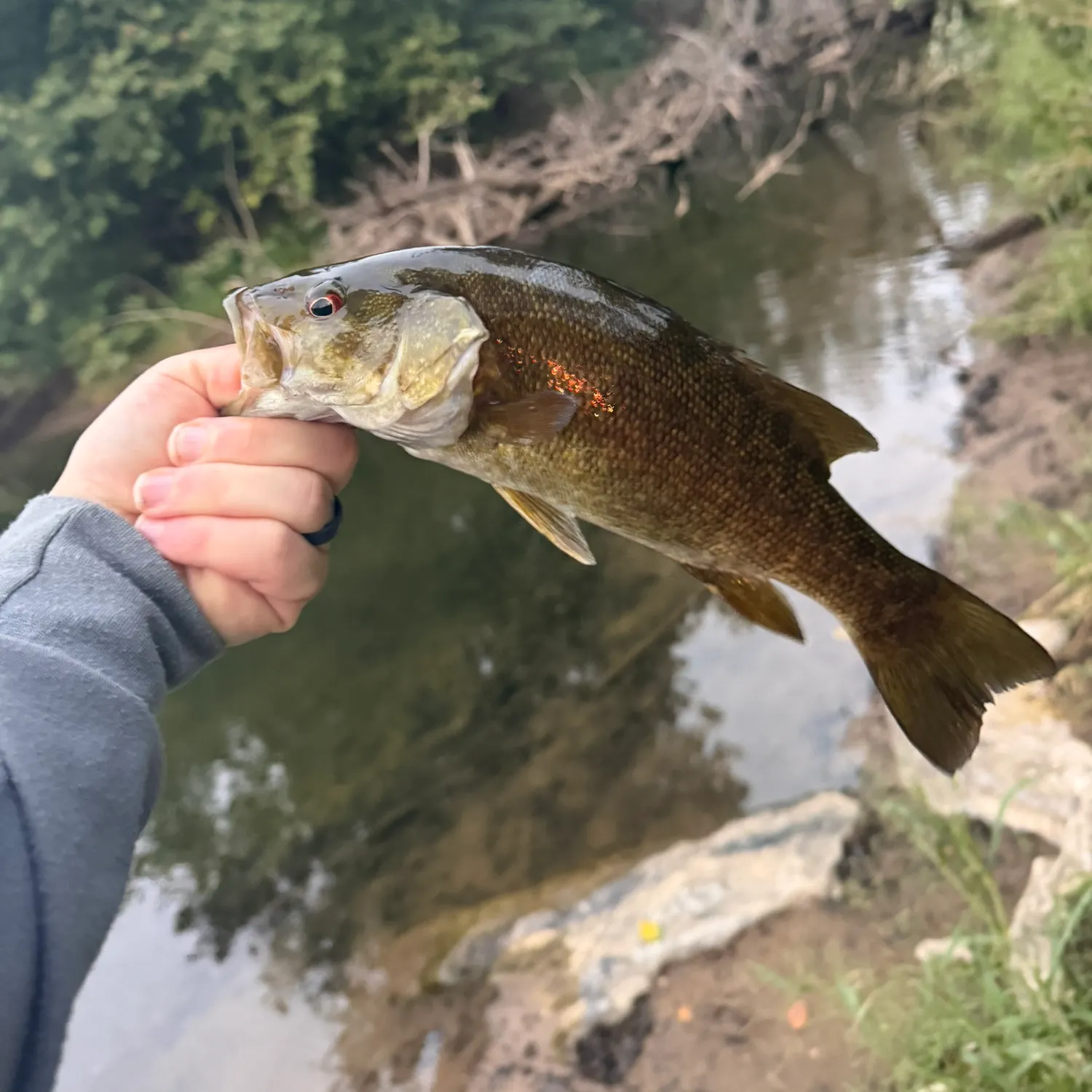 Smallmouth bass caught on Fishbrain