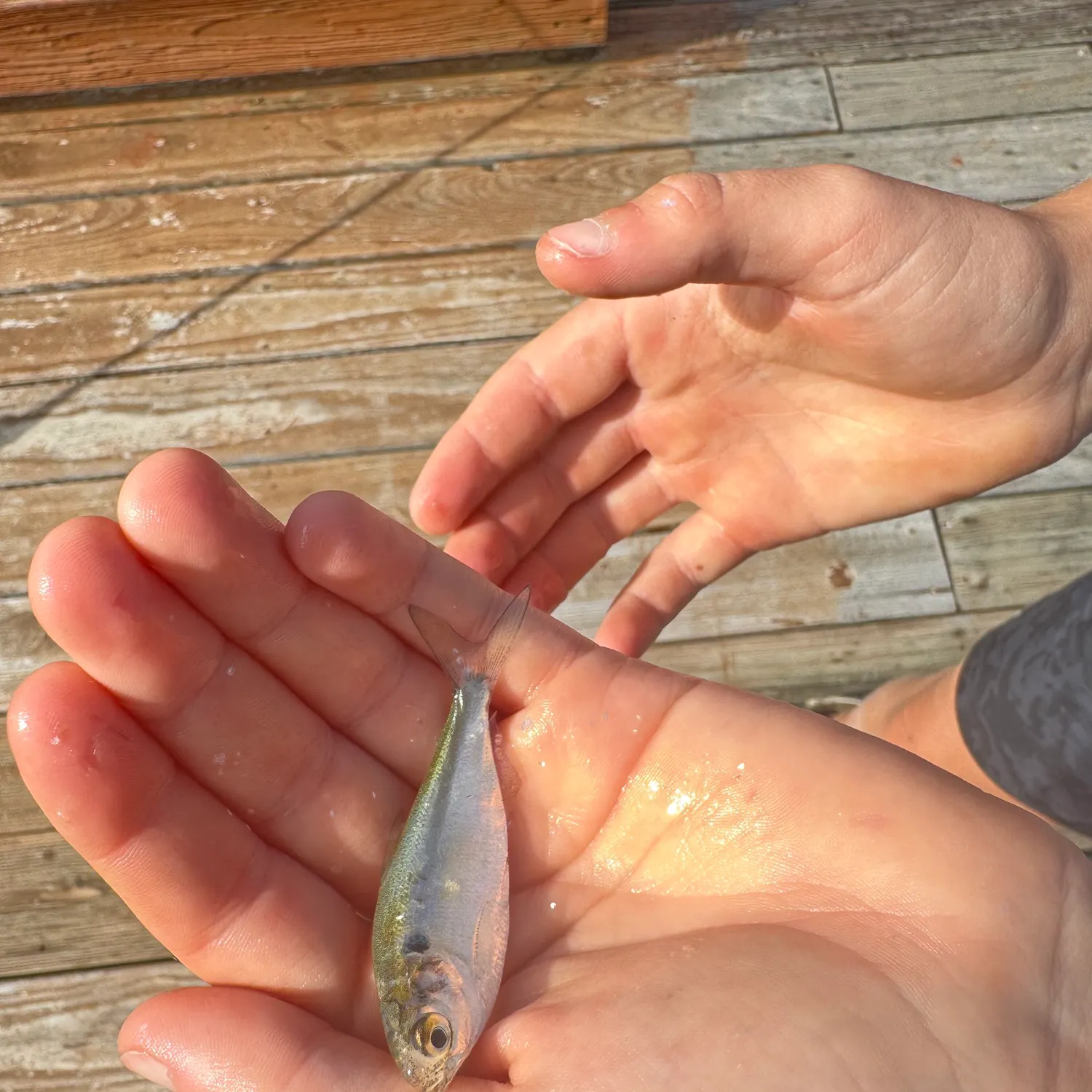 The most recent American shad catches on Fishbrain