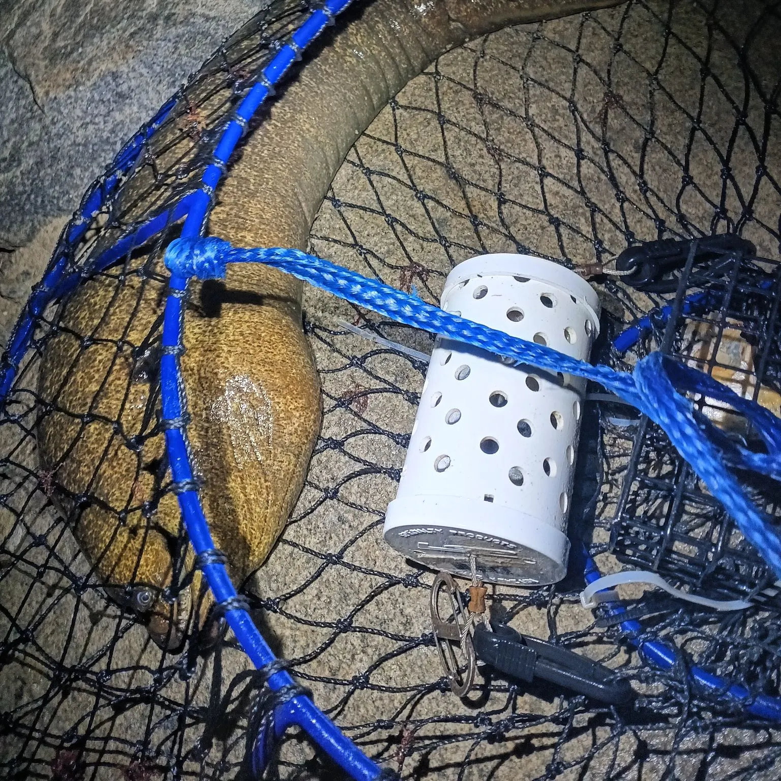 The most recent California moray catches on Fishbrain