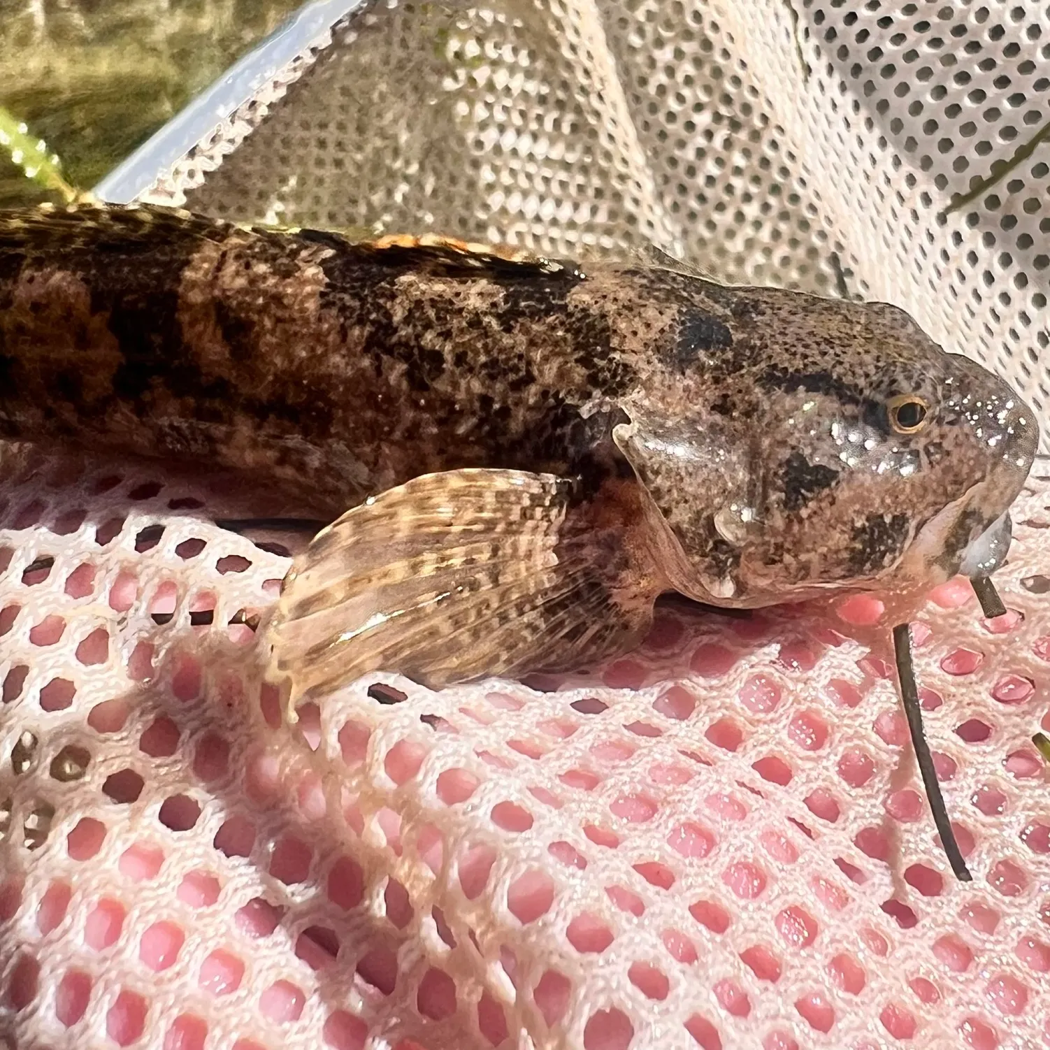 The most recent Bonneville sculpin catches on Fishbrain