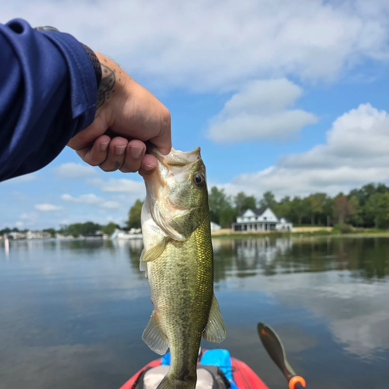 Largemouth bass caught on Fishbrain