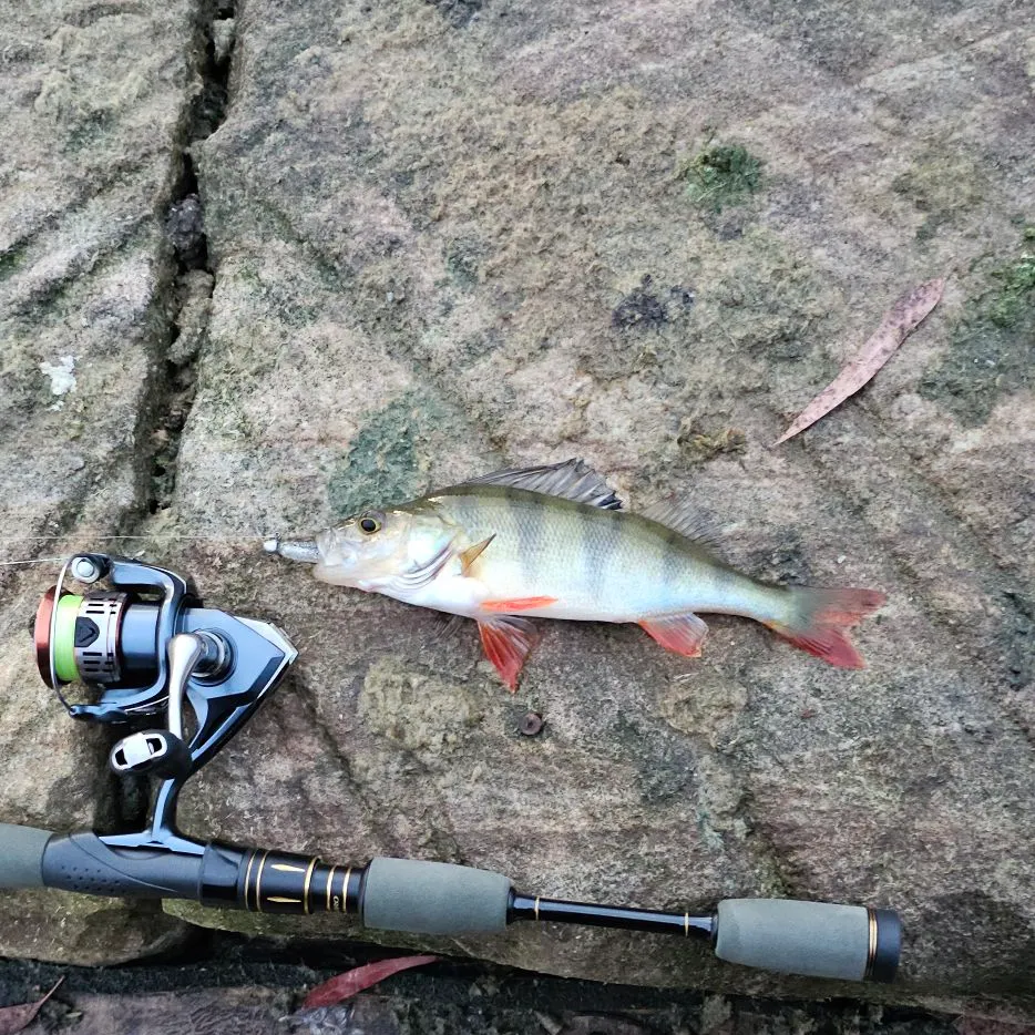 European perch caught on Fishbrain