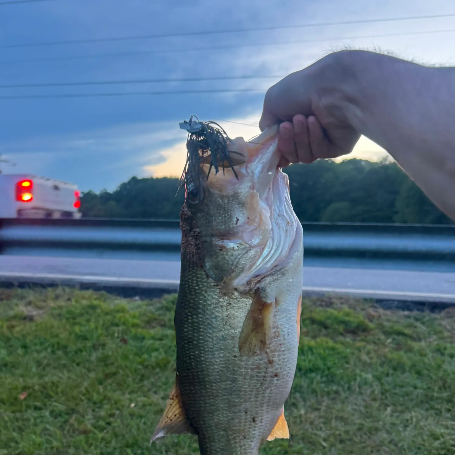 Largemouth bass caught on Fishbrain