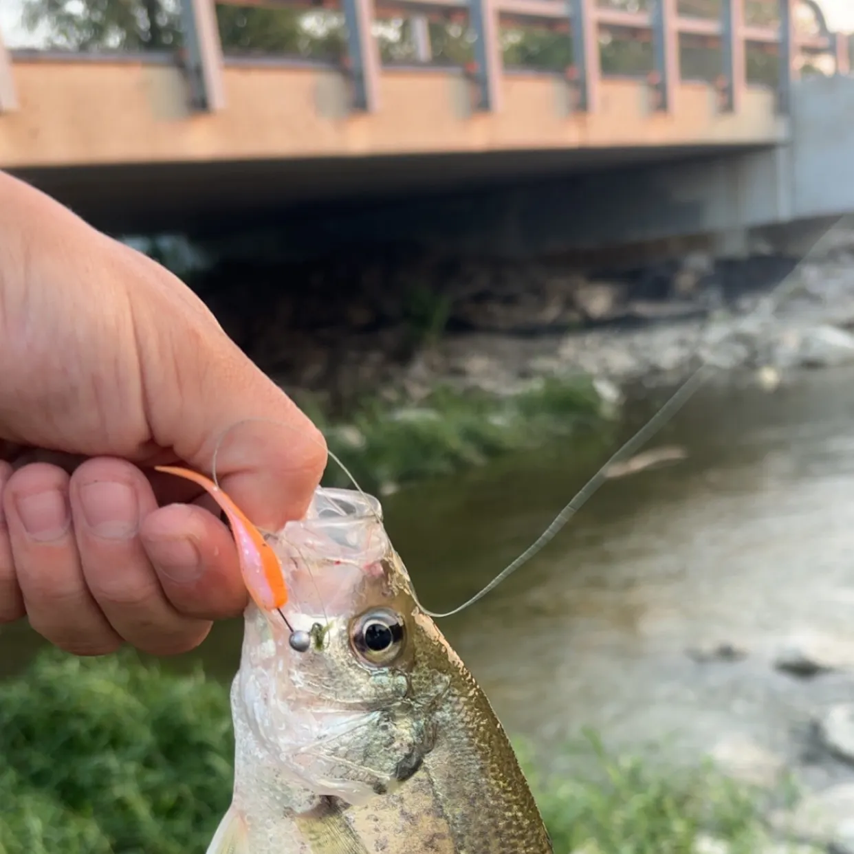 Black crappie caught on Fishbrain