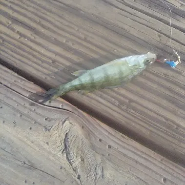 Yellow perch caught on Fishbrain