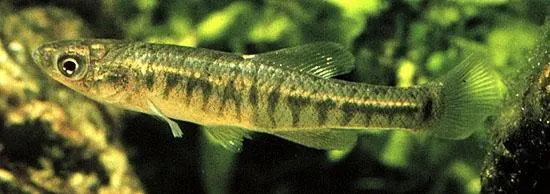 Baitfish