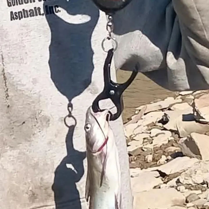 Channel catfish caught on Fishbrain