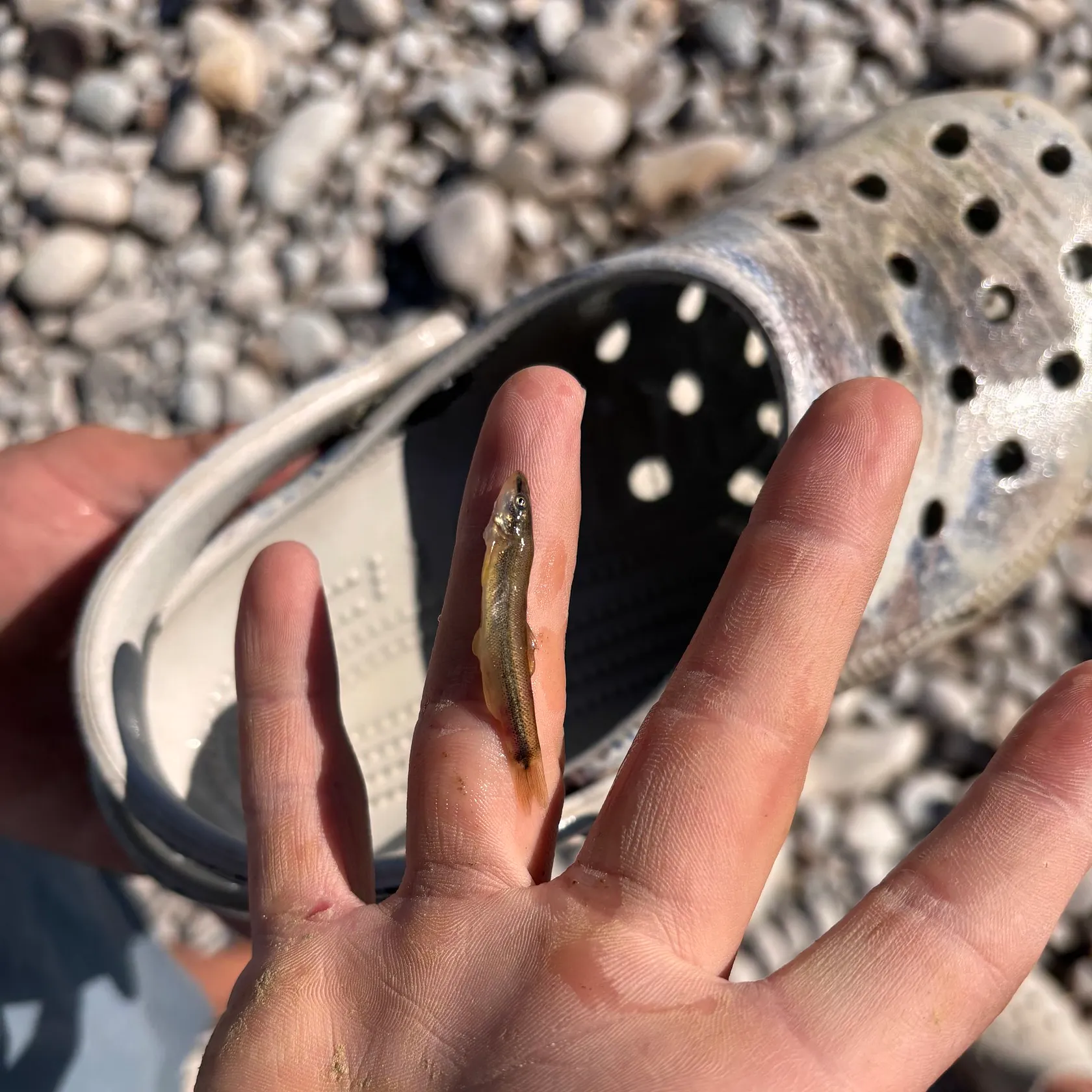 Longnose dace caught on Fishbrain