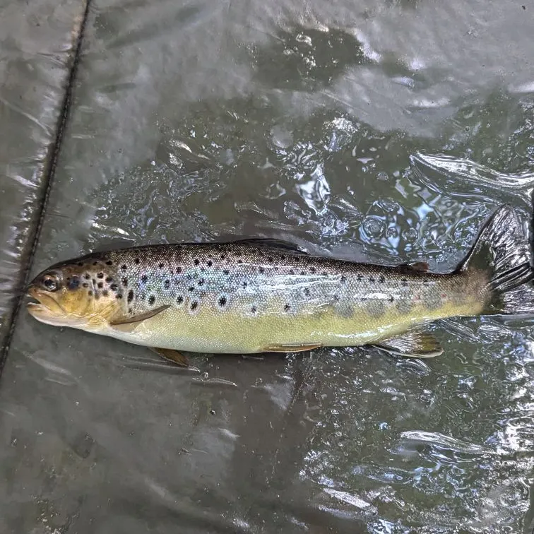 Brown trout caught on Fishbrain