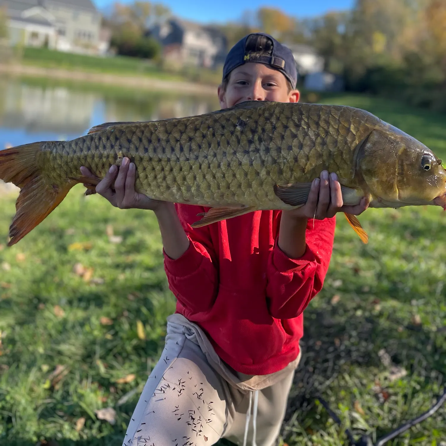 Common carp caught on Fishbrain