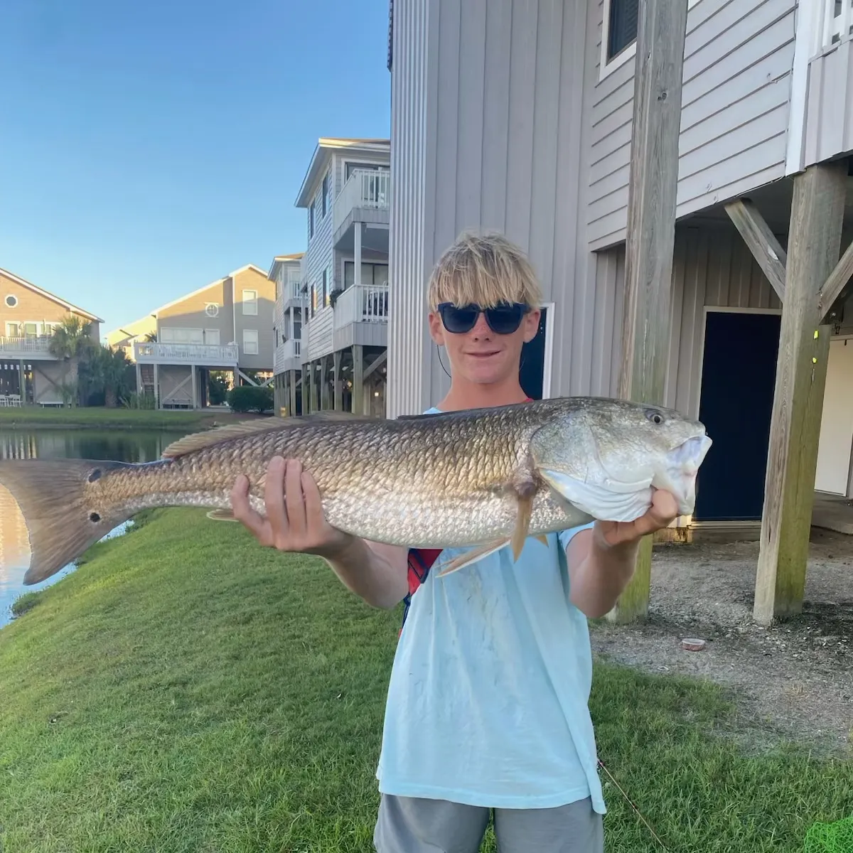 The most recent Red drum catches on Fishbrain