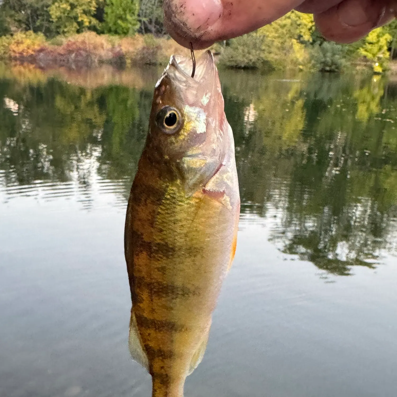Yellow perch caught on Fishbrain