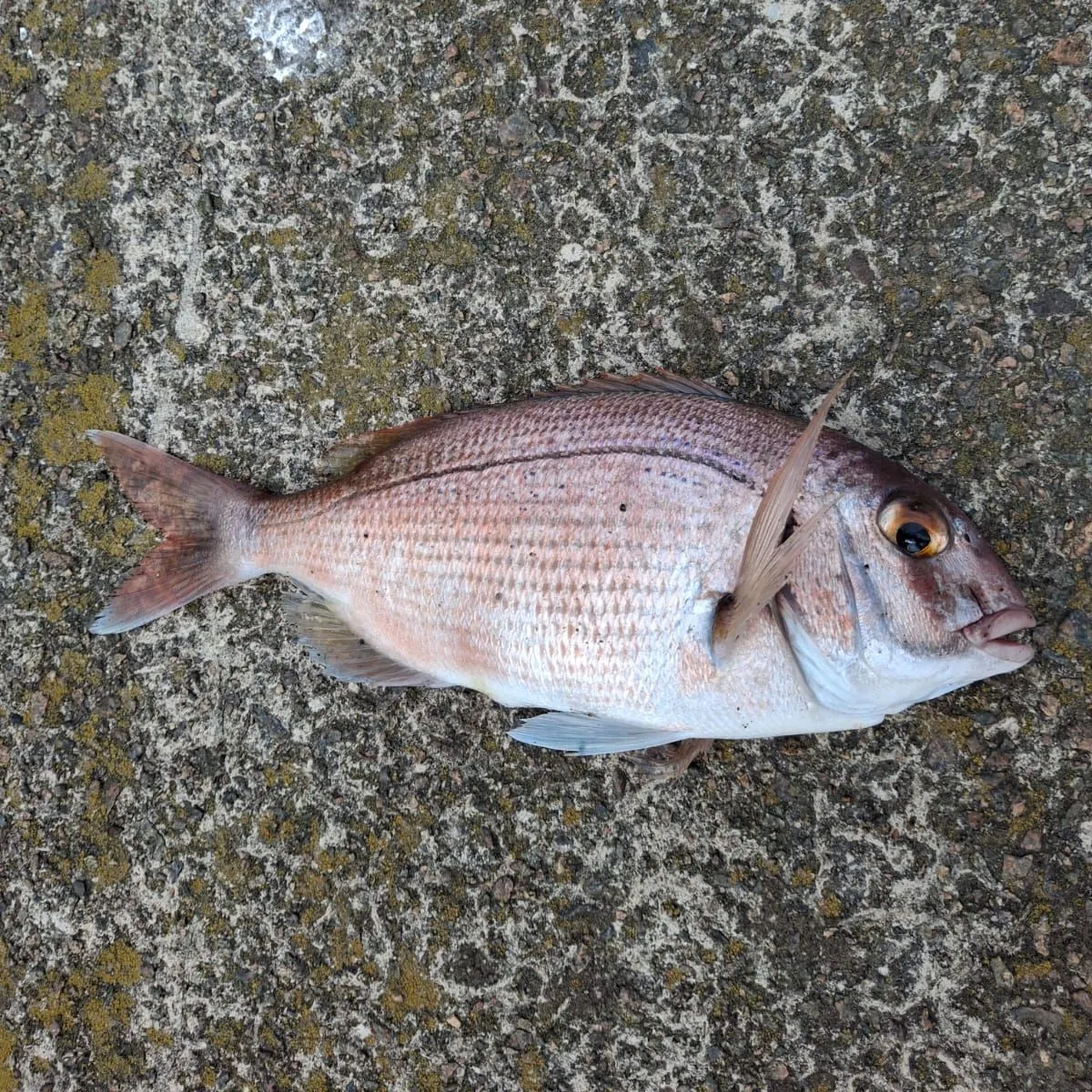 The most recent Red seabream catches on Fishbrain