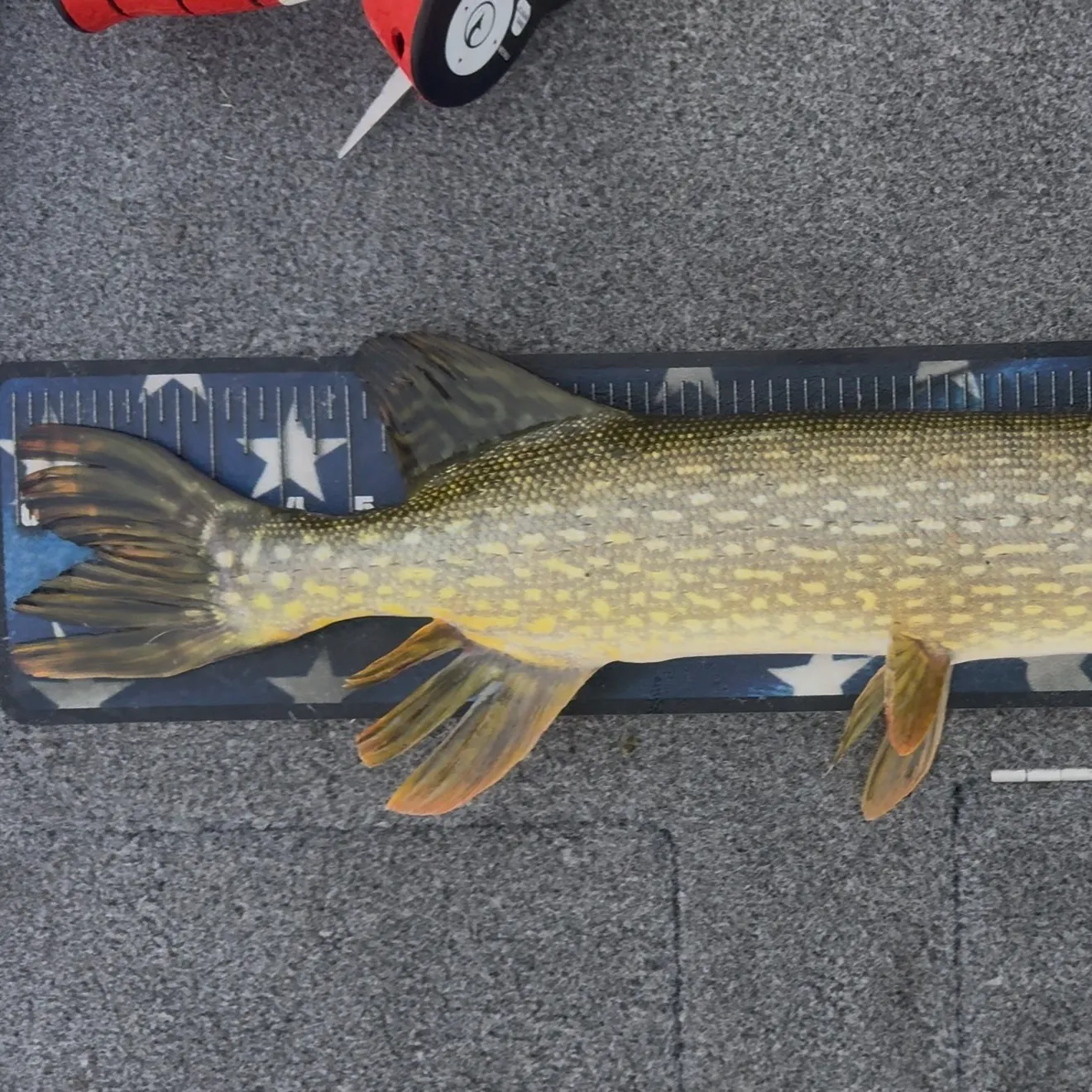 Northern pike caught on Fishbrain