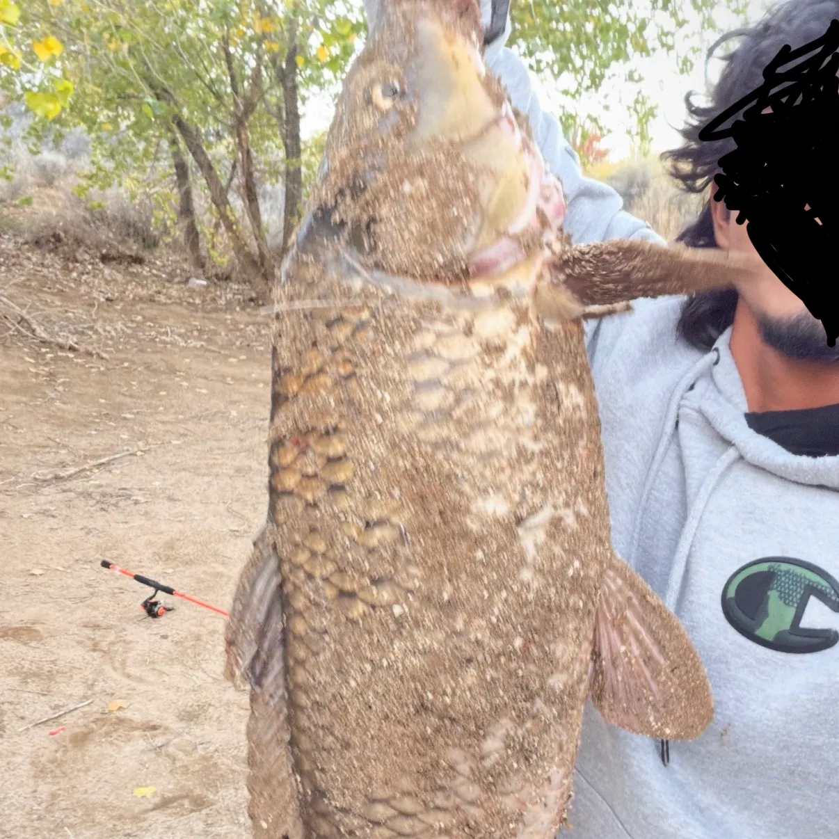 Common carp caught on Fishbrain