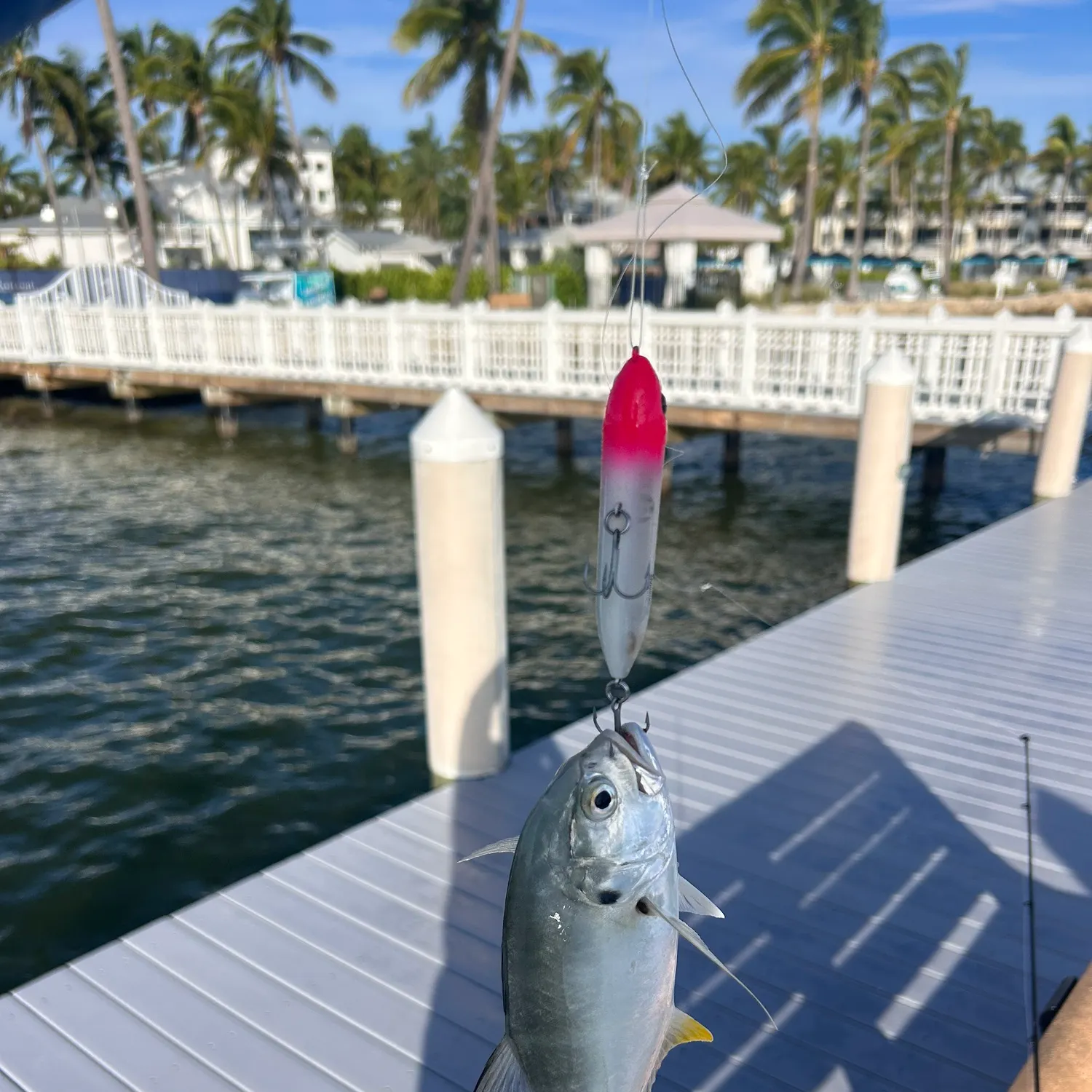 Crevalle jack caught on Fishbrain