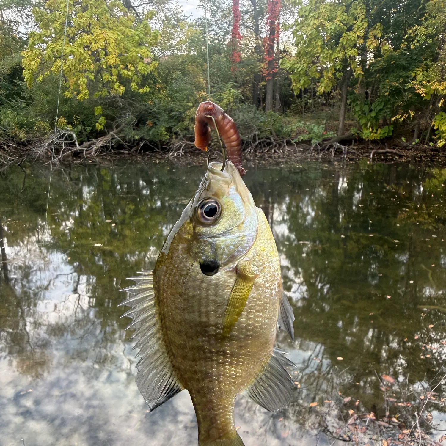 Bluegill caught on Fishbrain