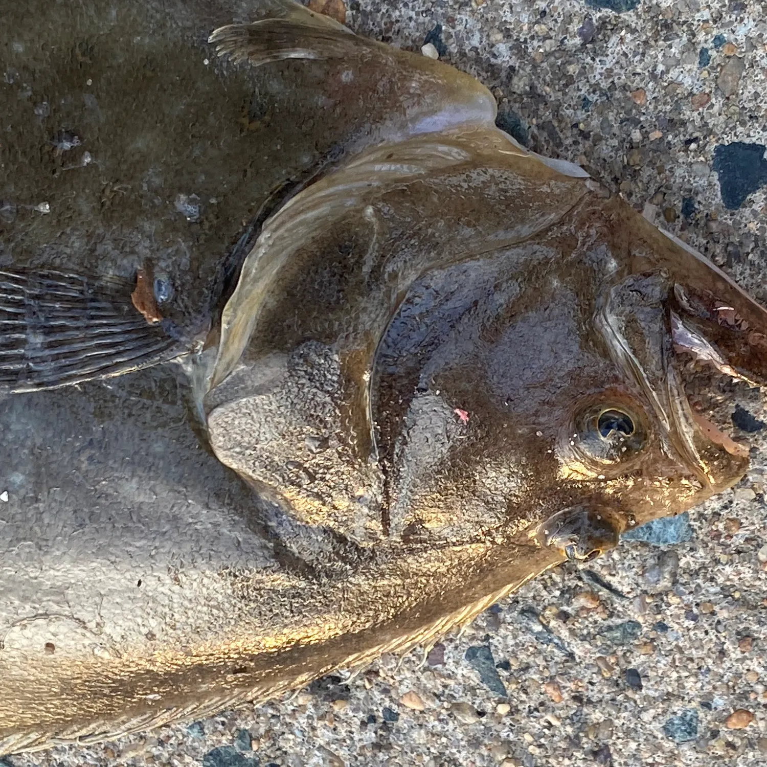 Hogchoker caught on Fishbrain