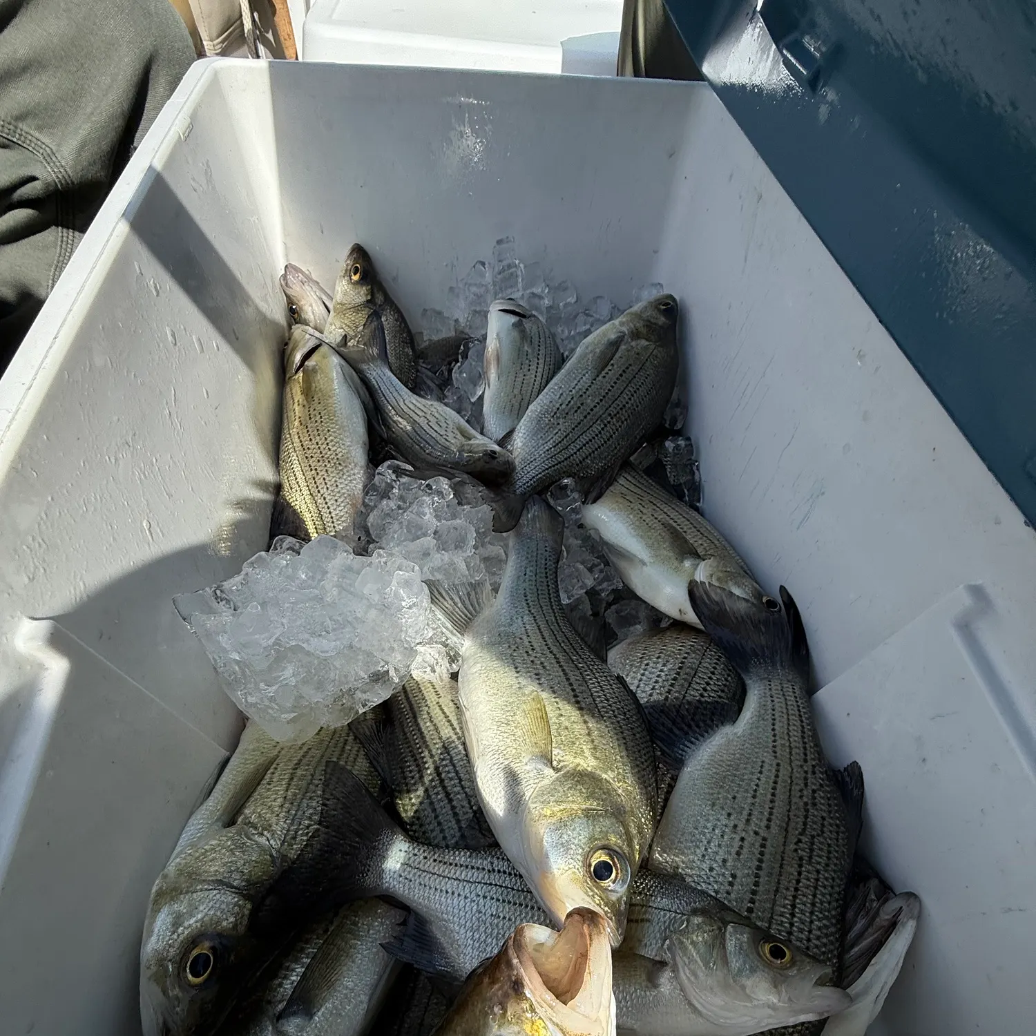 White bass caught on Fishbrain