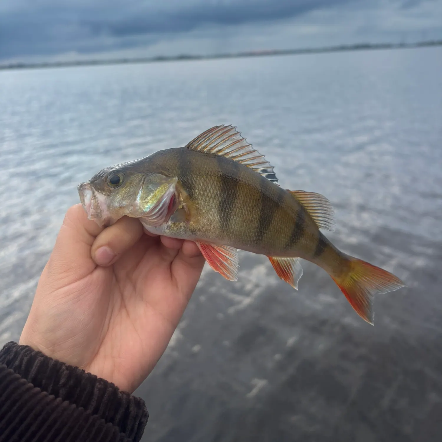 European perch caught on Fishbrain