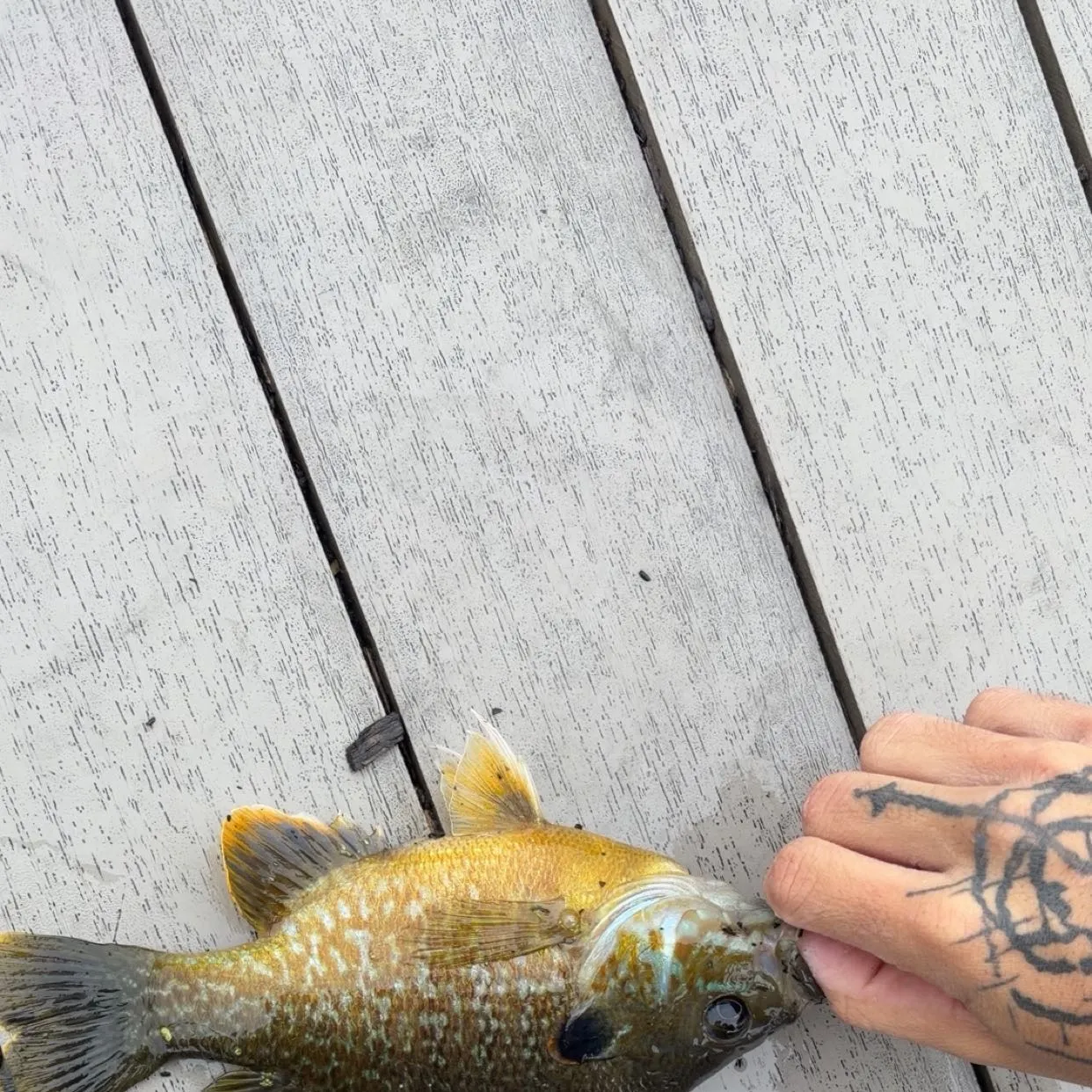 Green sunfish caught on Fishbrain