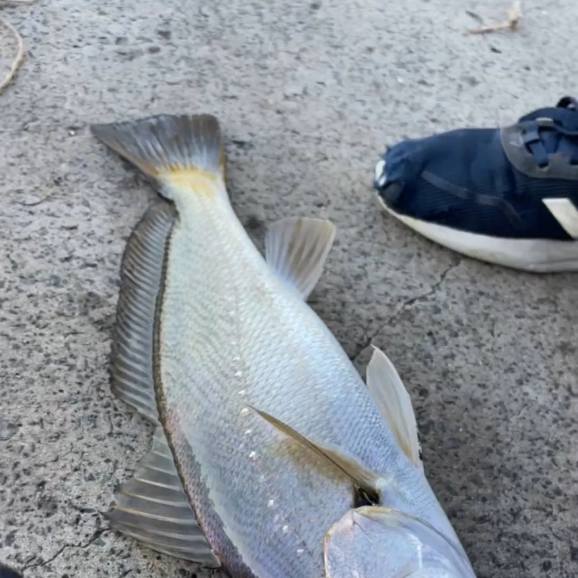 Japanese meagre caught on Fishbrain