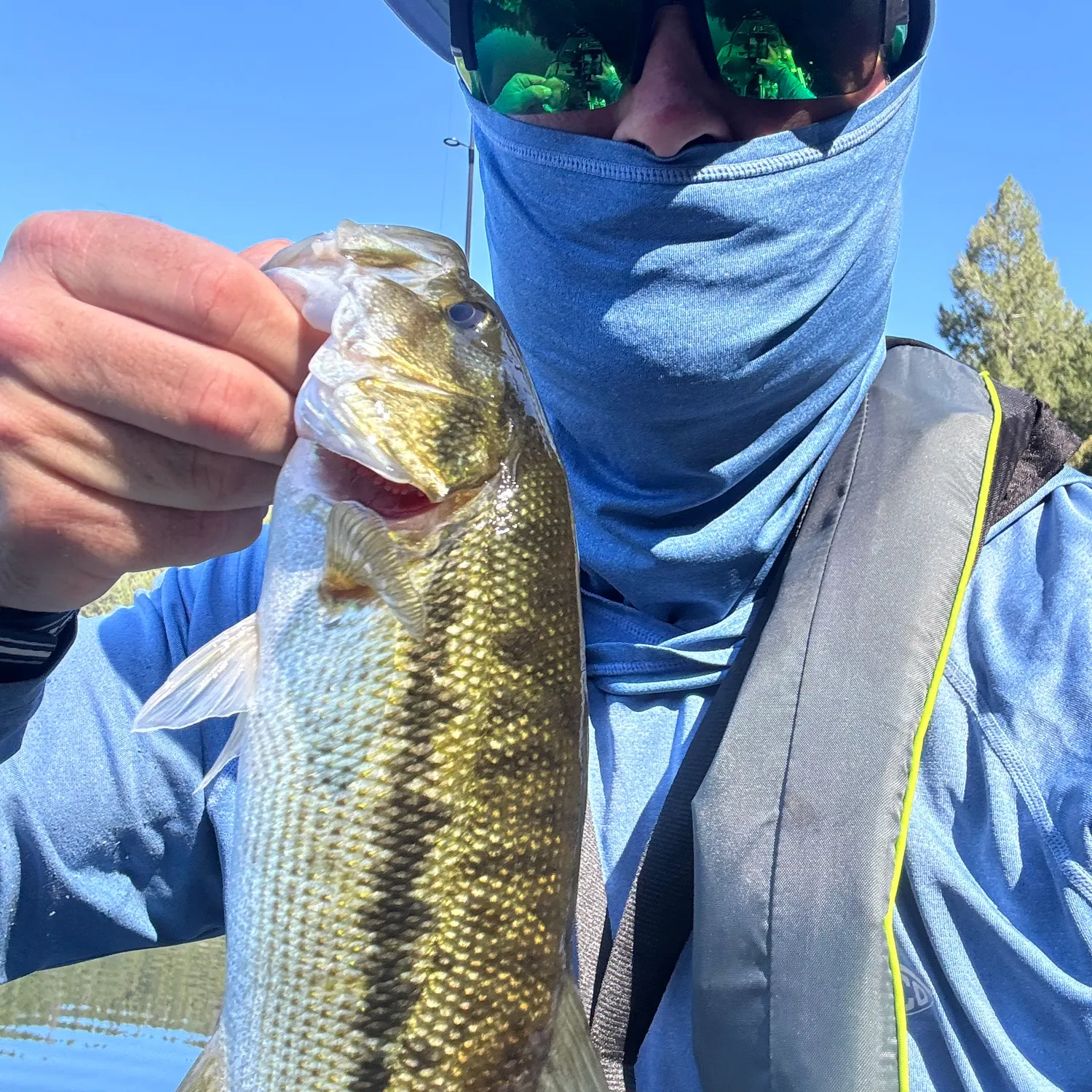Spotted bass caught on Fishbrain