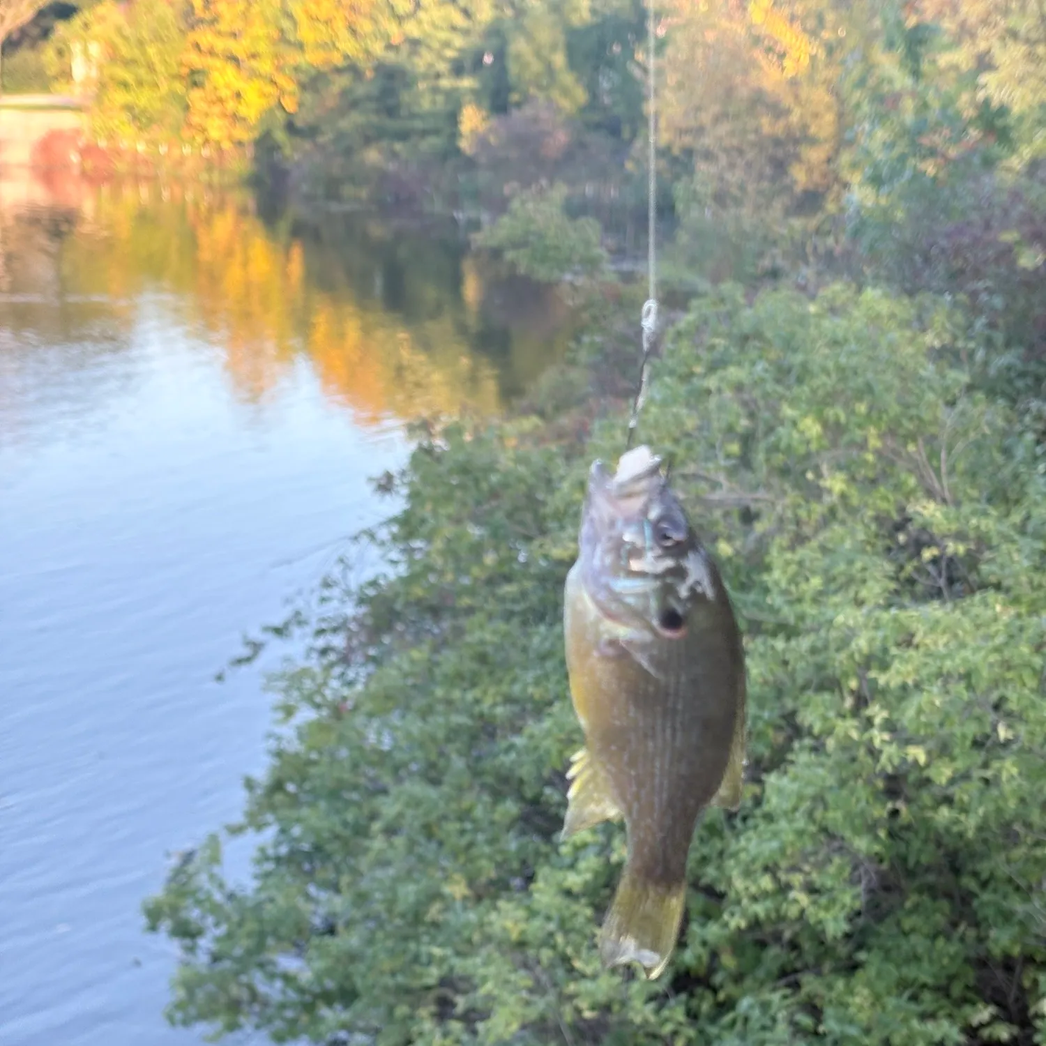 Green sunfish caught on Fishbrain