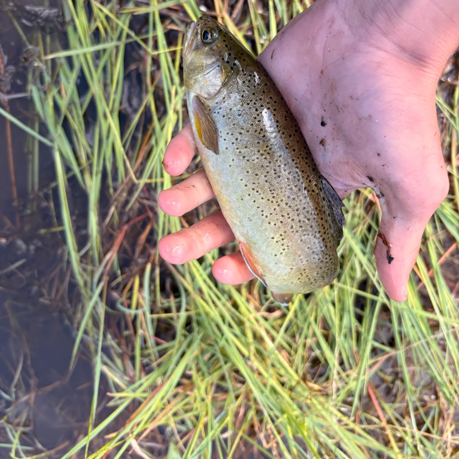 The most recent Apache trout catches on Fishbrain