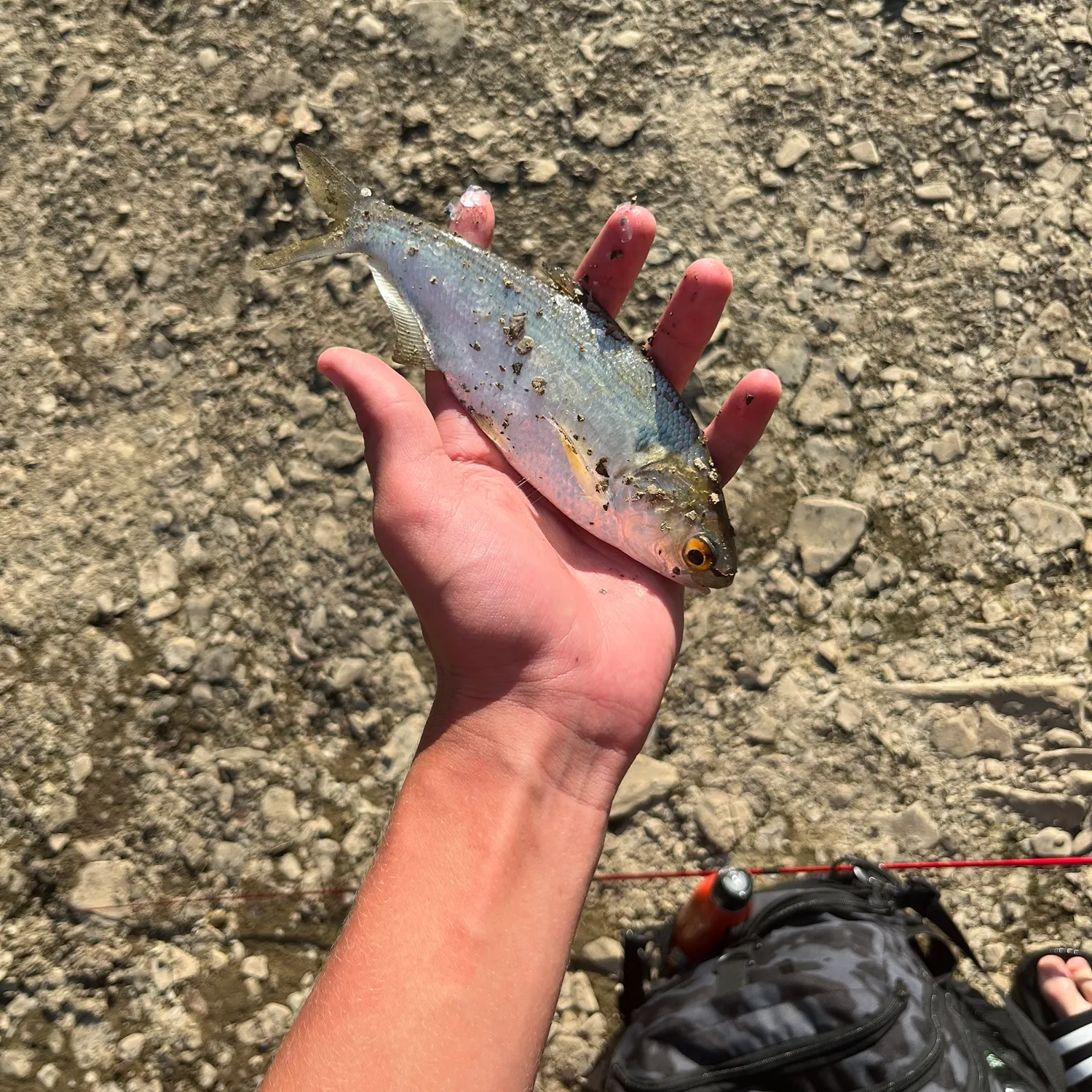 American gizzard shad caught on Fishbrain