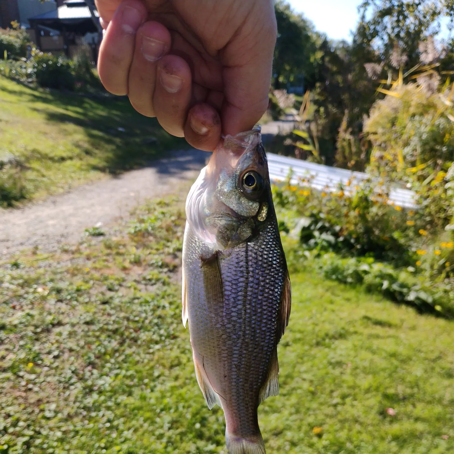 Striped bass caught on Fishbrain