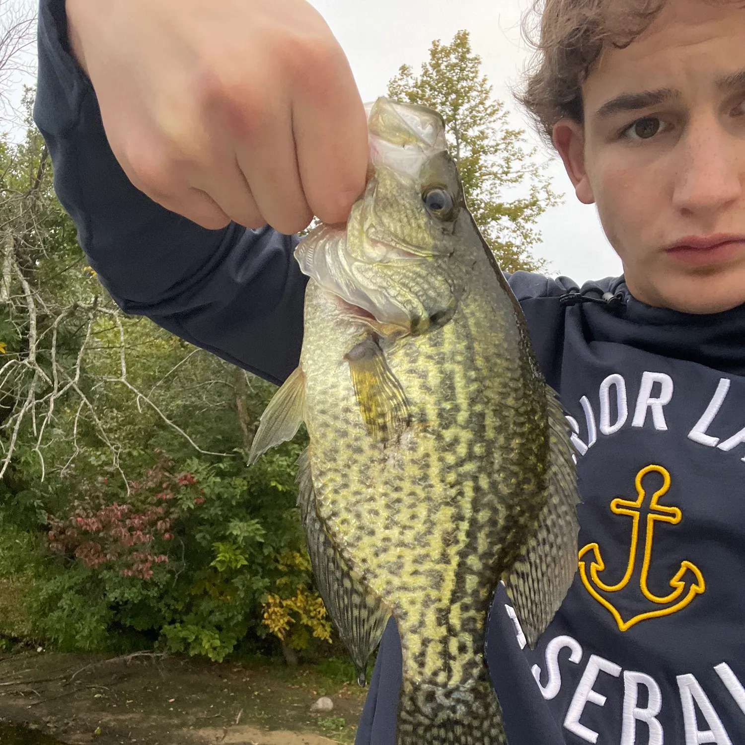 Black crappie caught on Fishbrain
