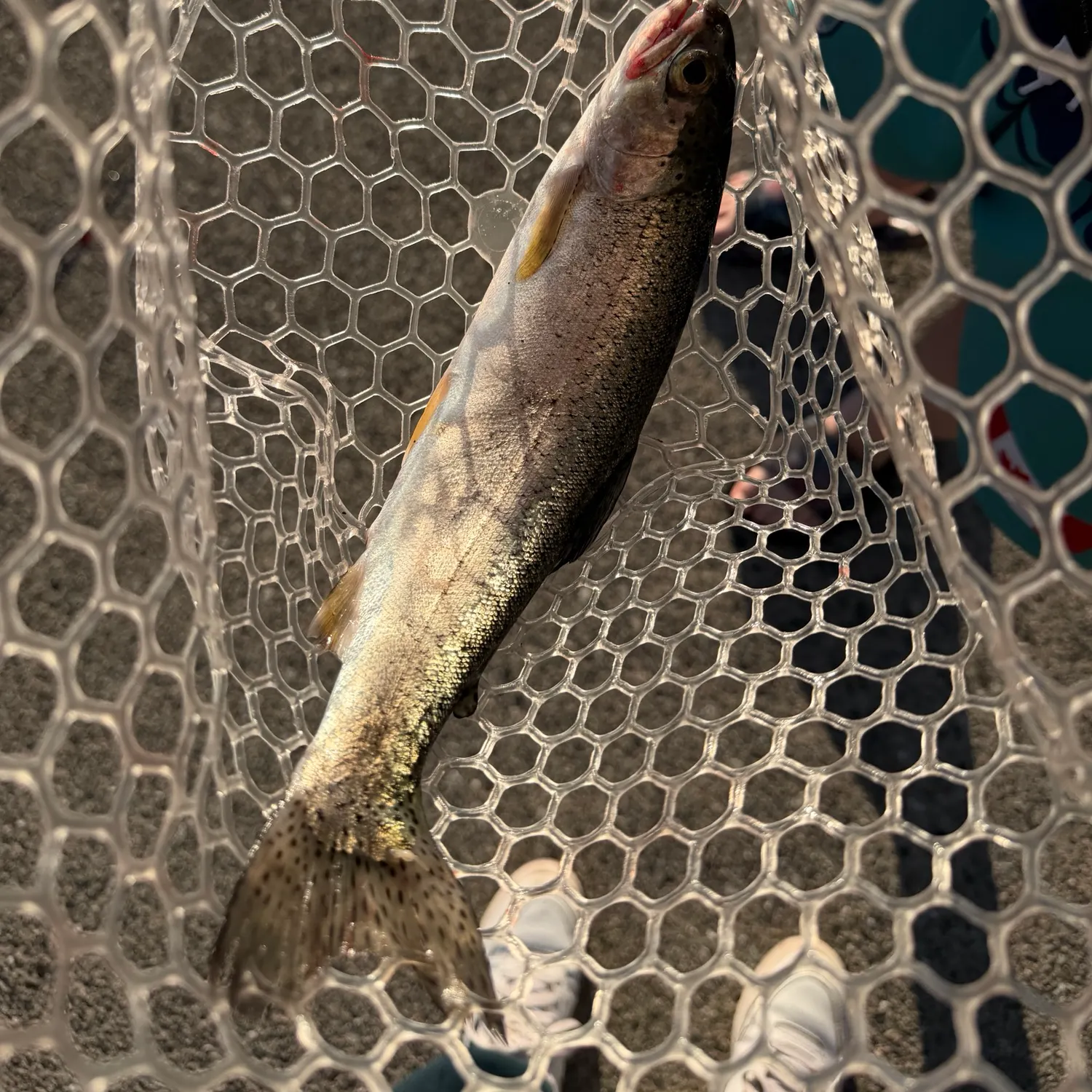 Rainbow trout caught on Fishbrain