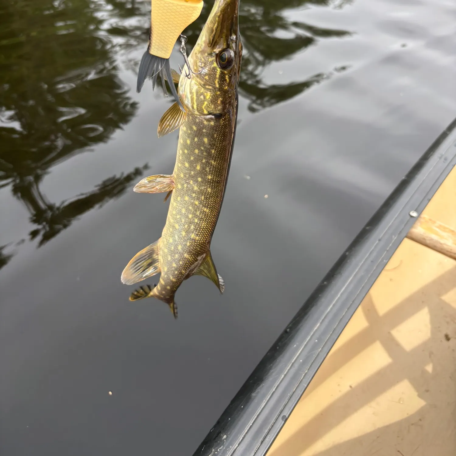 Northern pike caught on Fishbrain
