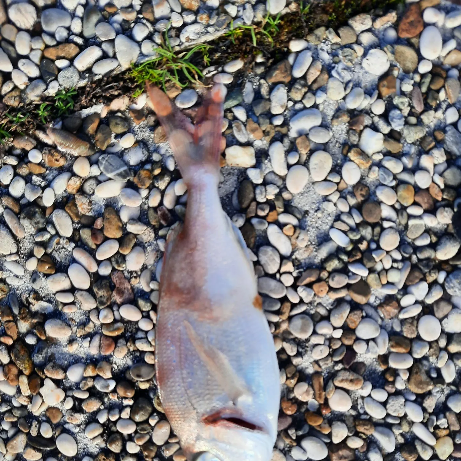 The most recent Common pandora catches on Fishbrain