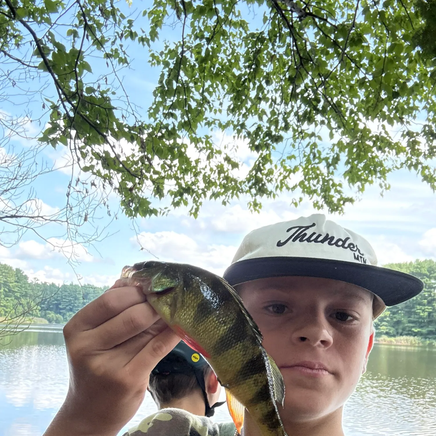 Yellow perch caught on Fishbrain