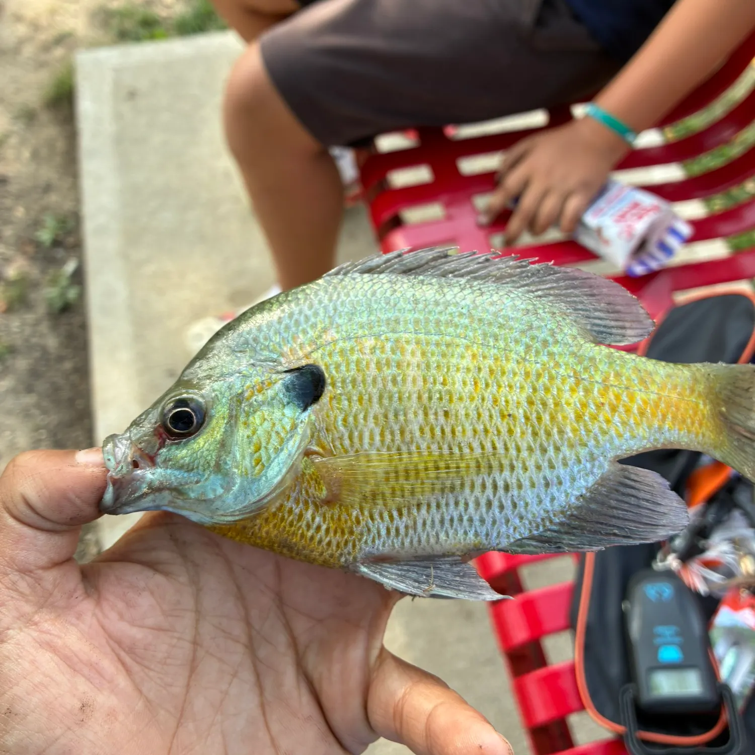 Fish caught on Fishbrain