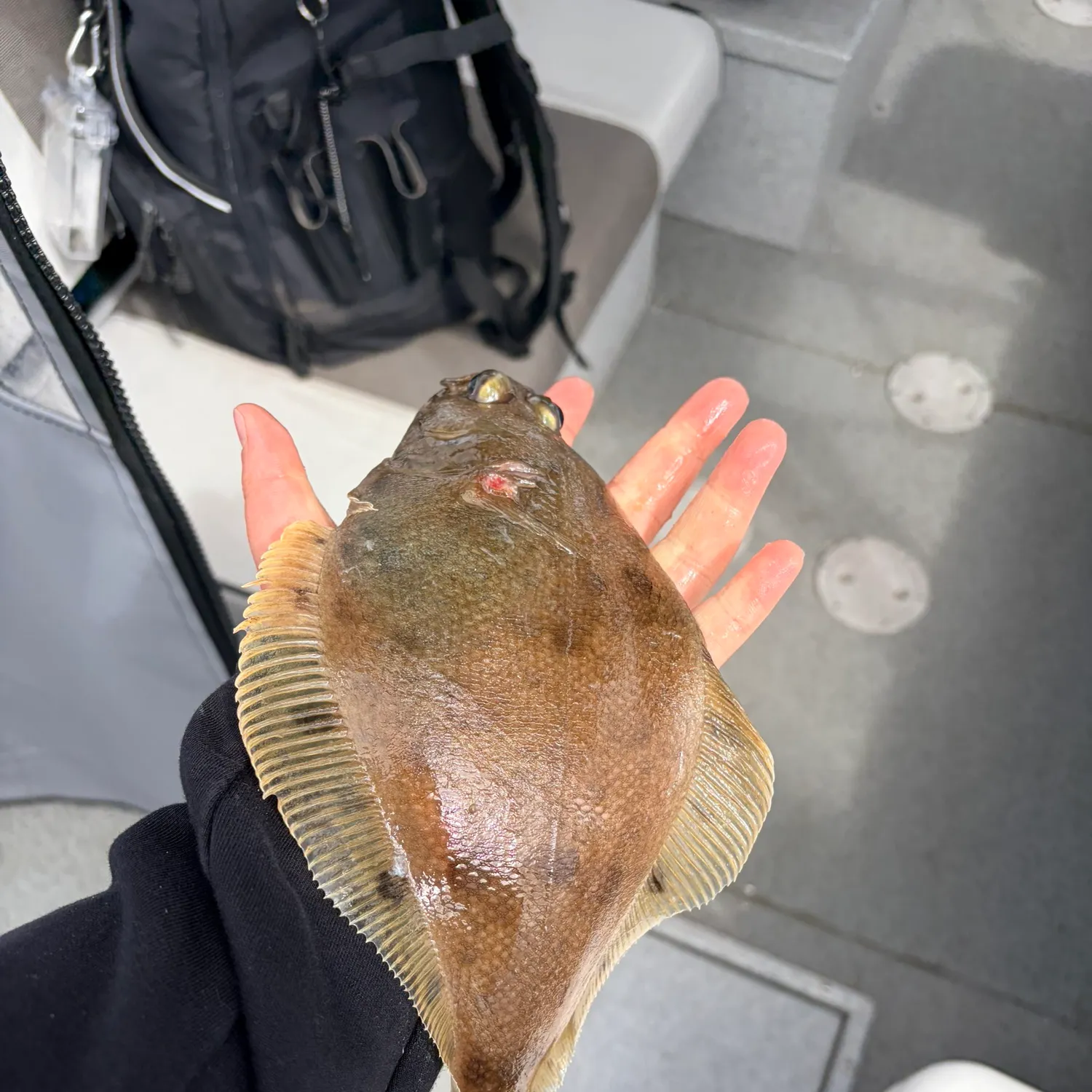 The most recent Starry flounder catches on Fishbrain