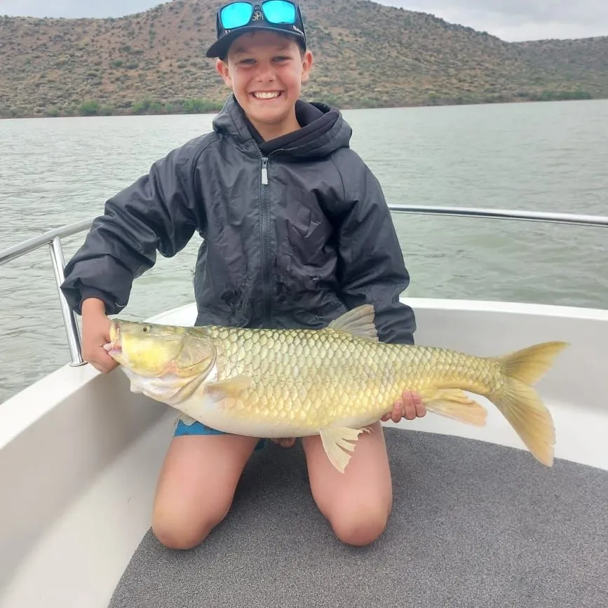 The most recent Largemouth yellowfish catches on Fishbrain