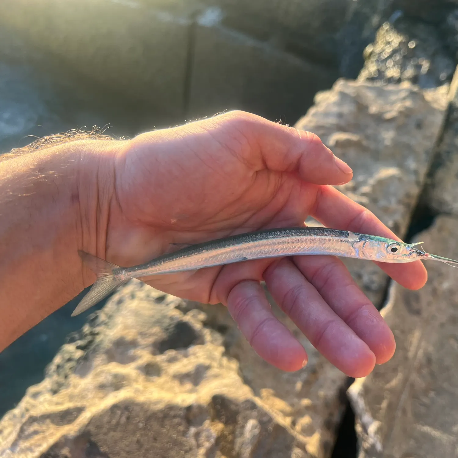 The most recent Acute halfbeak catches on Fishbrain